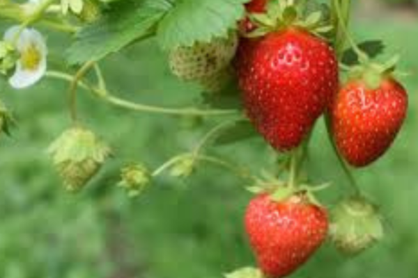 erdbeeren pflücken hamburg