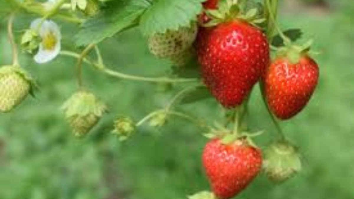 erdbeeren pflücken hamburg