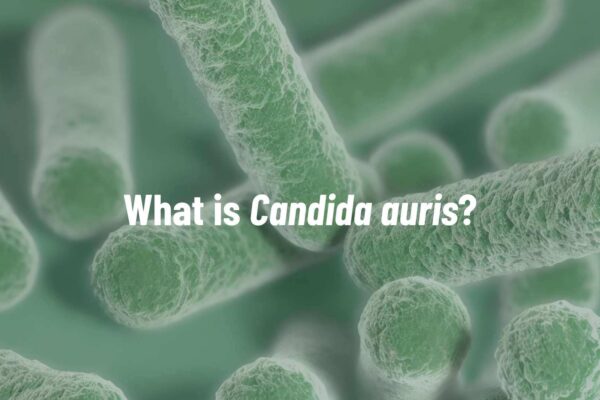 candida auris