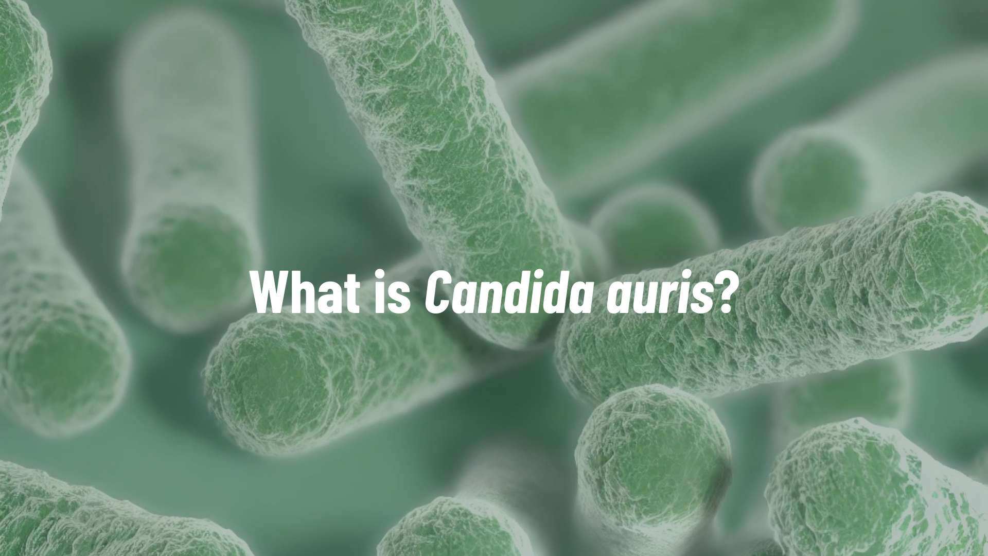 candida auris