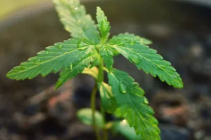 Cannabis Sämling